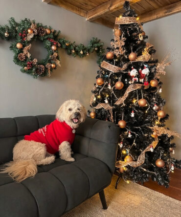 Saco tejido para mascota Ref. Dear Santa